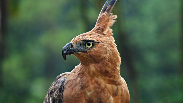 Detail Anak Burung Garuda Nomer 15