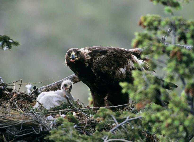 Detail Anak Burung Garuda Nomer 19