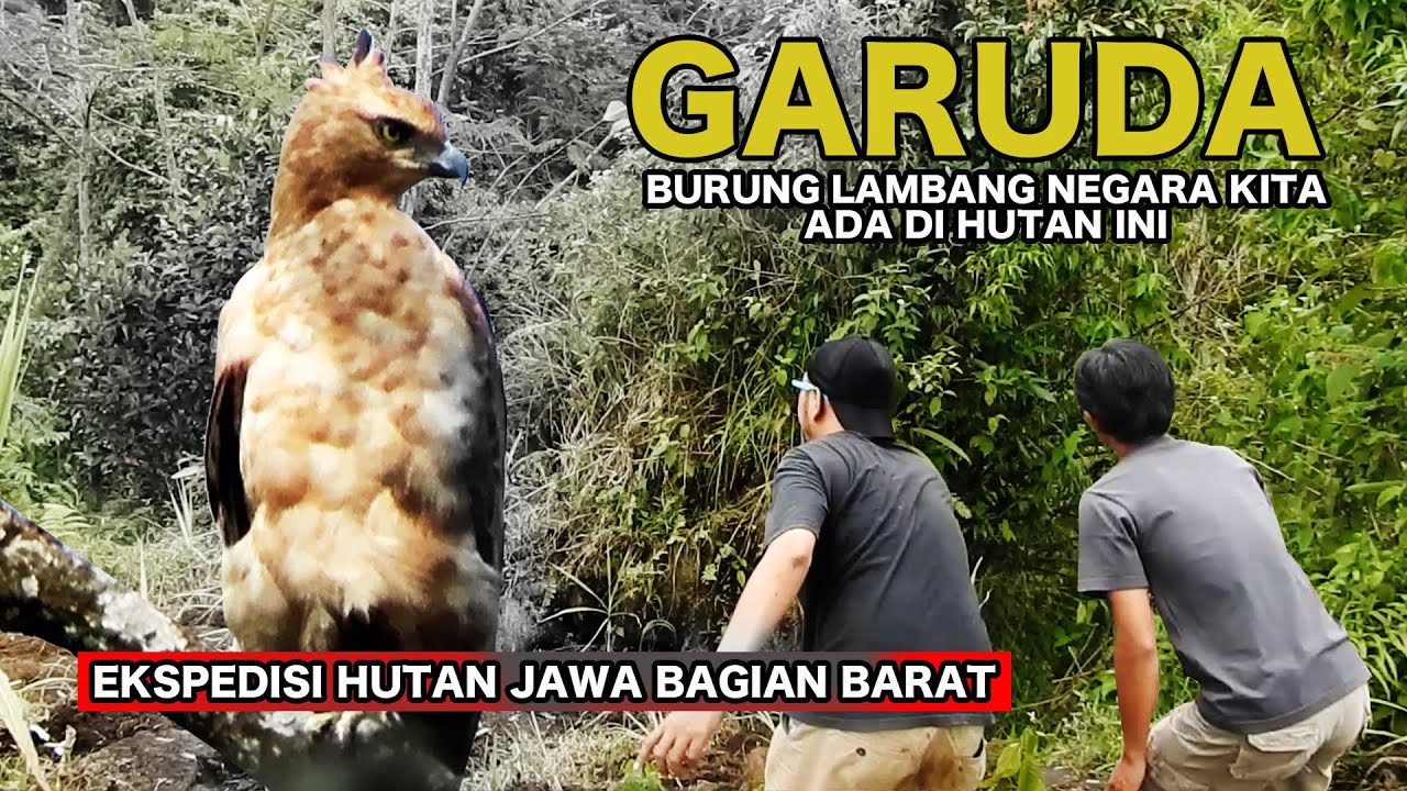 Detail Anak Burung Garuda Nomer 22