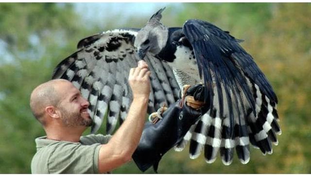 Detail Anak Burung Garuda Nomer 23