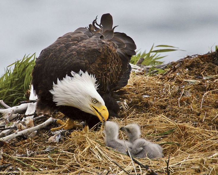 Detail Anak Burung Garuda Nomer 26