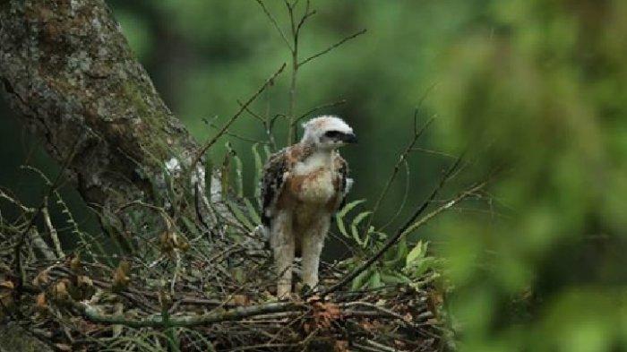 Detail Anak Burung Garuda Nomer 4