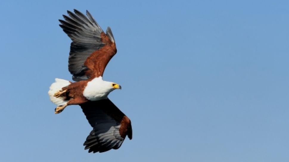 Detail Anak Burung Garuda Nomer 40