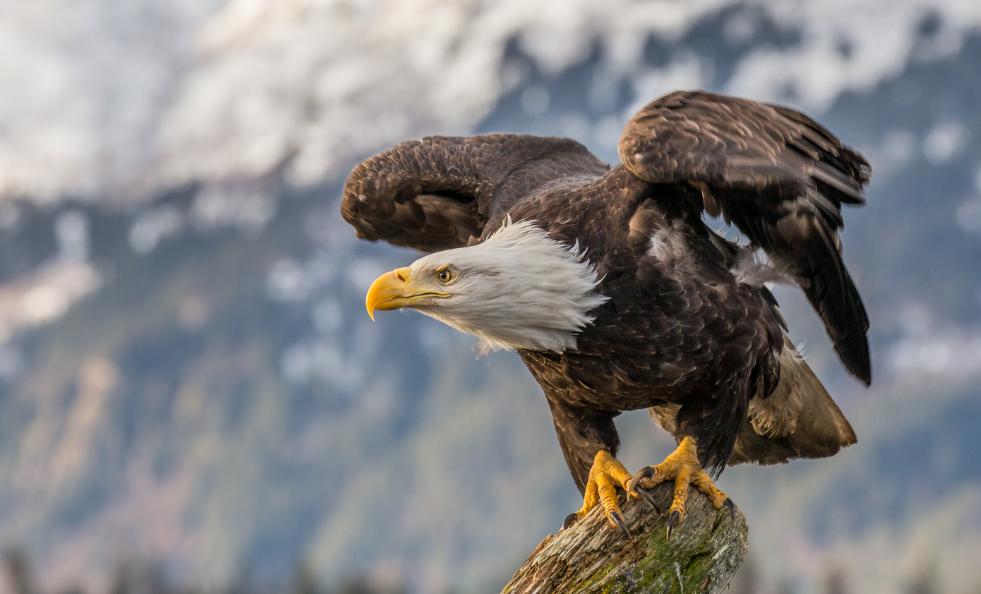 Detail Anak Burung Garuda Nomer 47