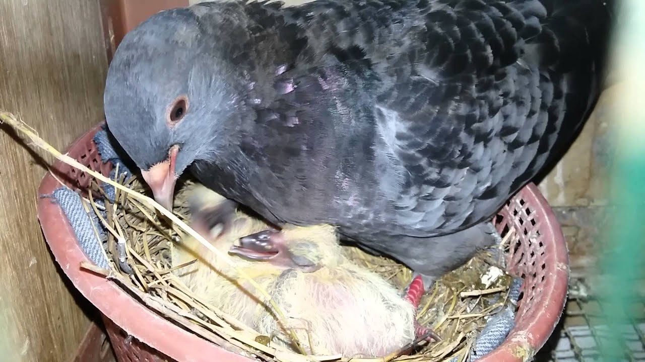 Detail Anak Burung Merpati Nomer 2