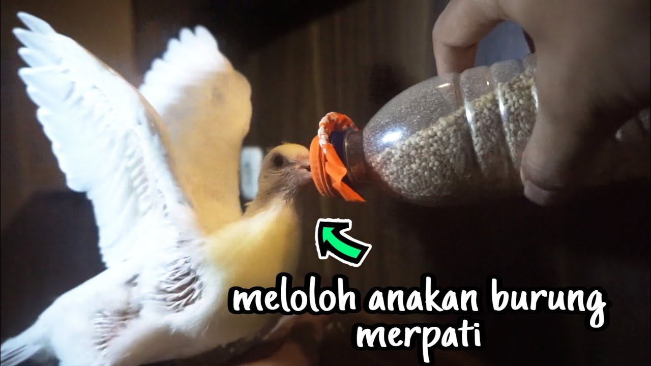 Detail Anak Burung Merpati Nomer 30