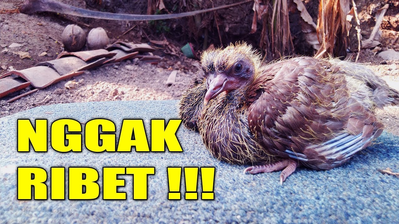 Detail Anak Burung Merpati Nomer 38