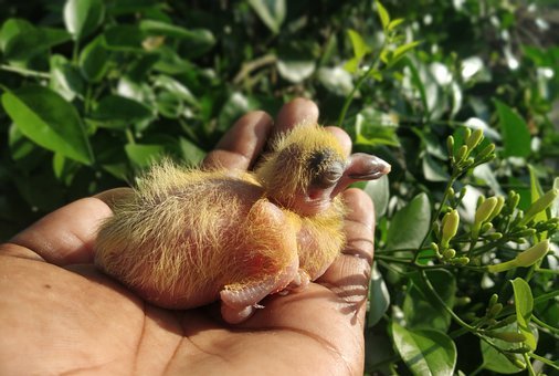 Detail Anak Burung Merpati Nomer 42