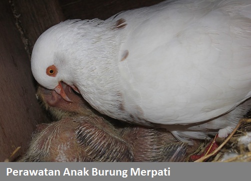 Detail Anak Burung Merpati Nomer 45