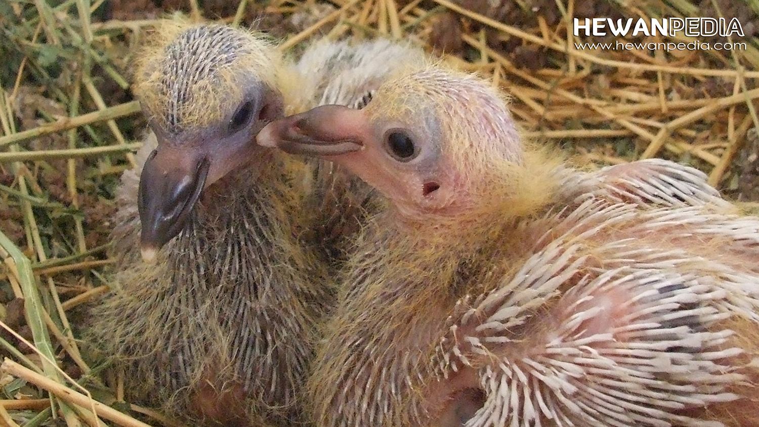 Detail Anak Burung Merpati Nomer 8