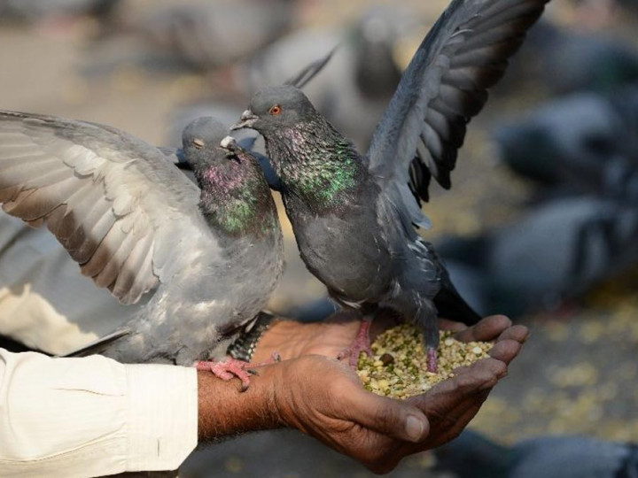 Detail Anak Burung Merpati Nomer 9