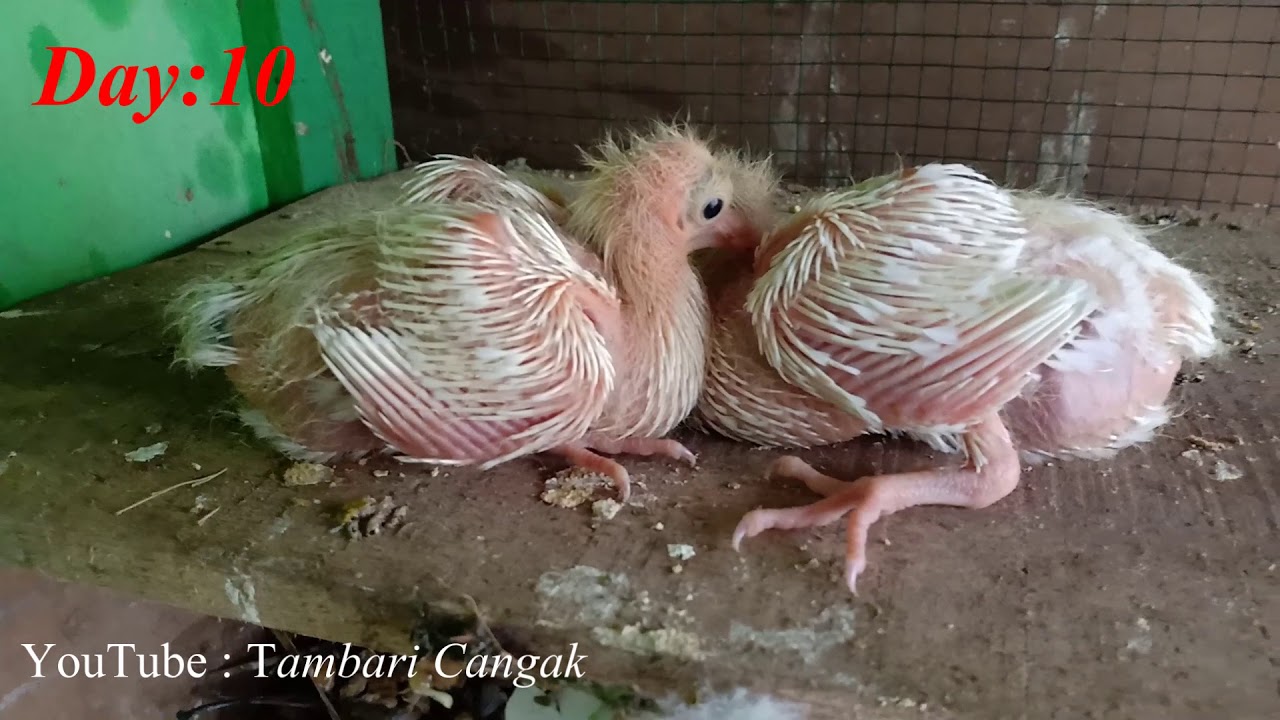 Detail Anak Burung Merpati Nomer 10