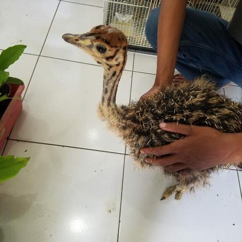 Detail Anak Burung Unta Nomer 14