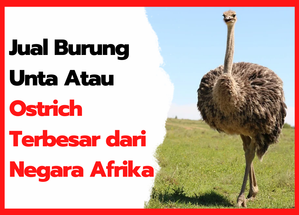 Detail Anak Burung Unta Nomer 18