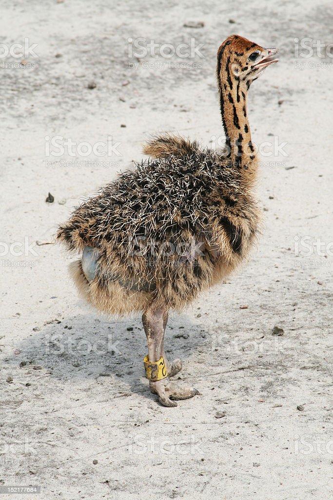 Detail Anak Burung Unta Nomer 23