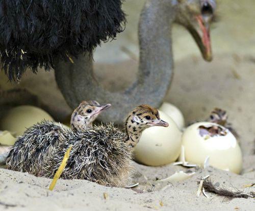 Detail Anak Burung Unta Nomer 29