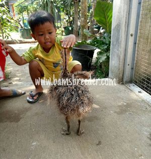 Detail Anak Burung Unta Nomer 30