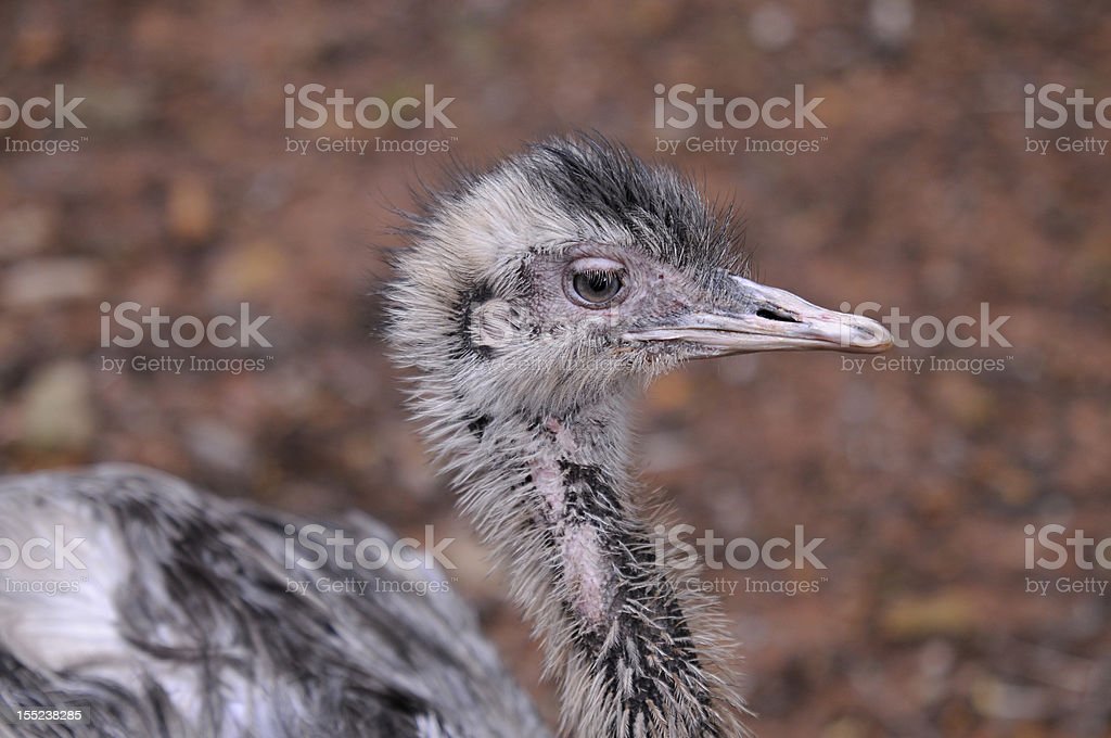 Detail Anak Burung Unta Nomer 43