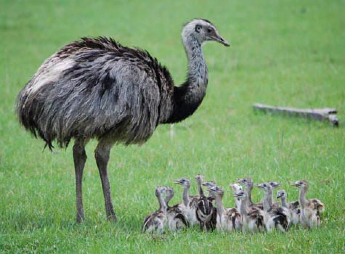 Detail Anak Burung Unta Nomer 6