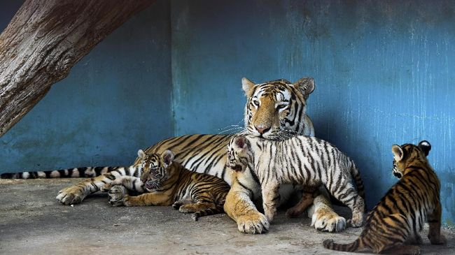 Detail Anak Harimau Putih Nomer 25