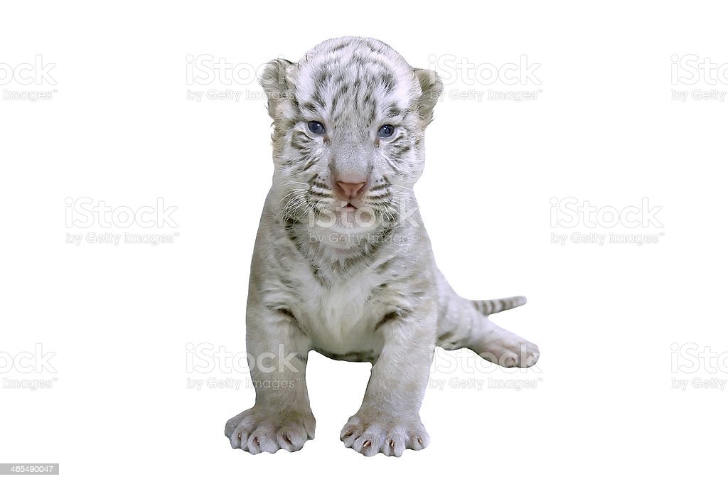 Detail Anak Harimau Putih Nomer 47