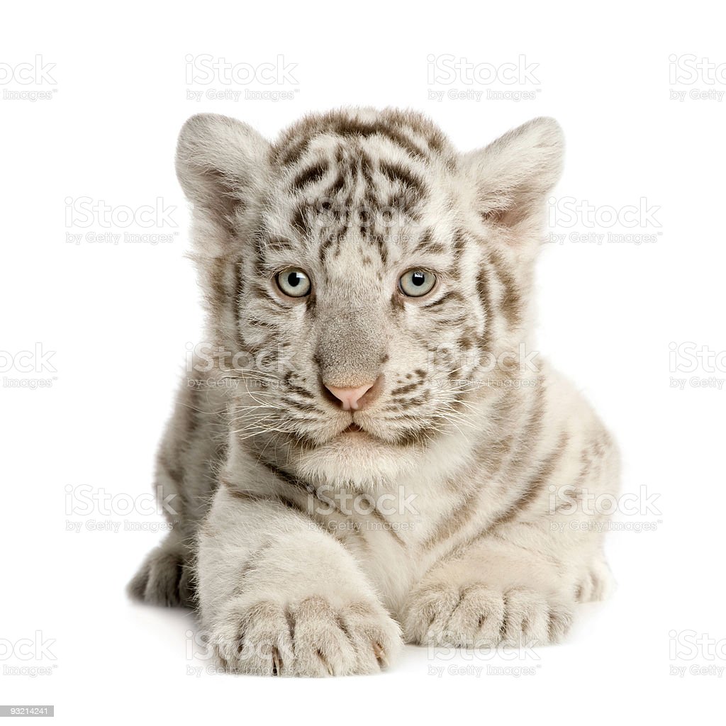 Detail Anak Harimau Putih Lucu Nomer 17