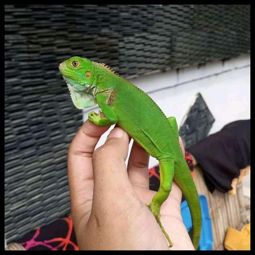 Detail Anak Iguana Hijau Nomer 12