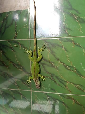 Detail Anak Iguana Hijau Nomer 20