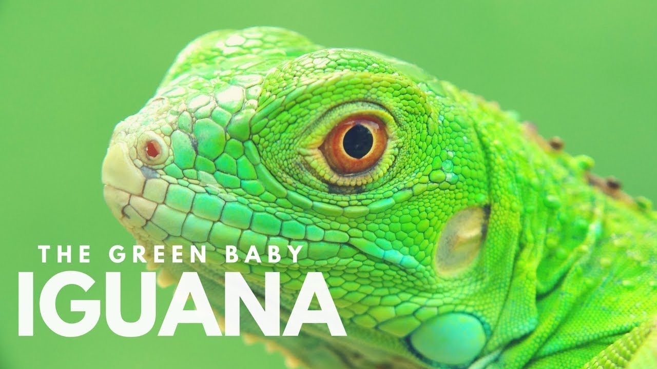 Detail Anak Iguana Hijau Nomer 21