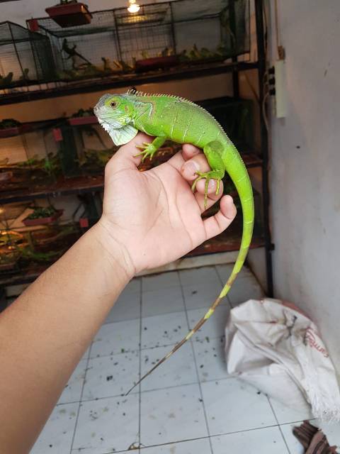 Detail Anak Iguana Hijau Nomer 23