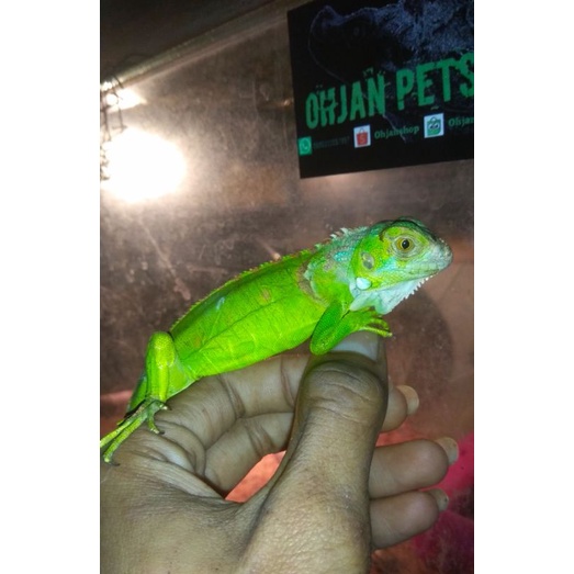 Detail Anak Iguana Hijau Nomer 25