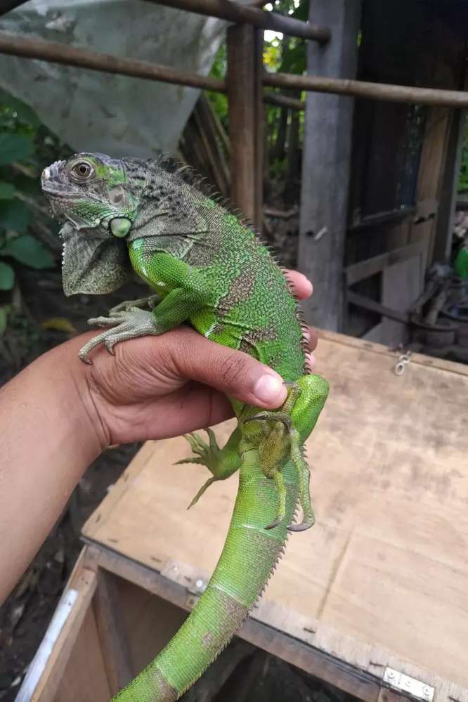 Detail Anak Iguana Hijau Nomer 26