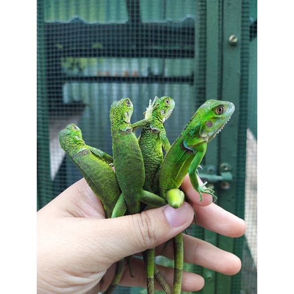Detail Anak Iguana Hijau Nomer 27