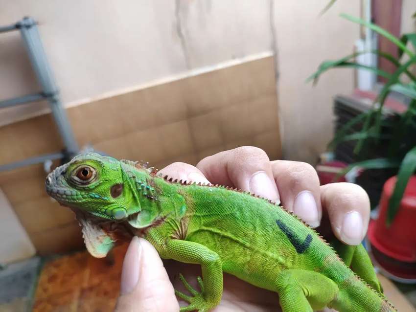 Detail Anak Iguana Hijau Nomer 4