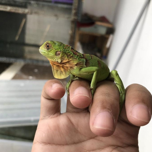 Detail Anak Iguana Hijau Nomer 30