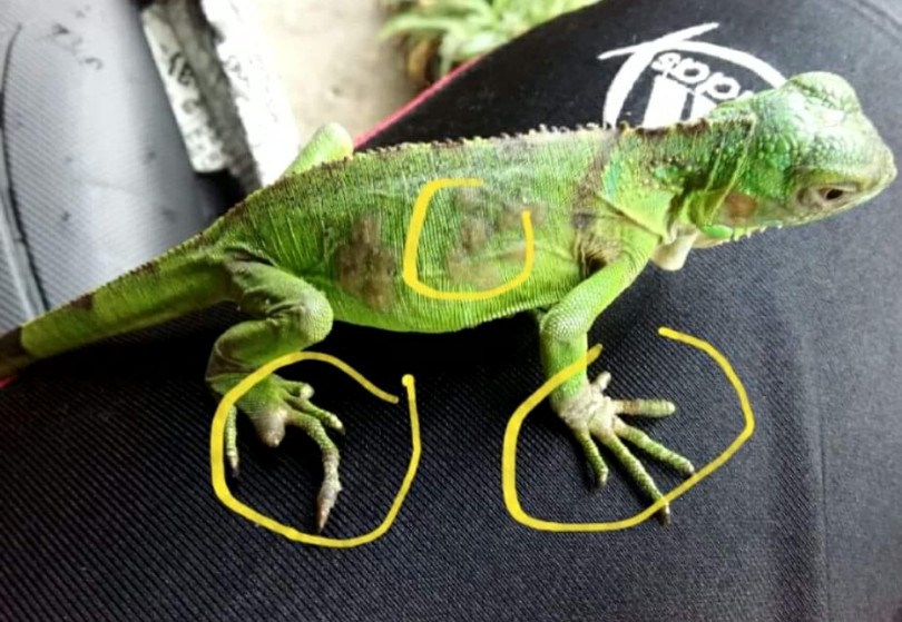 Detail Anak Iguana Hijau Nomer 33