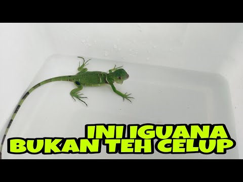 Detail Anak Iguana Hijau Nomer 34