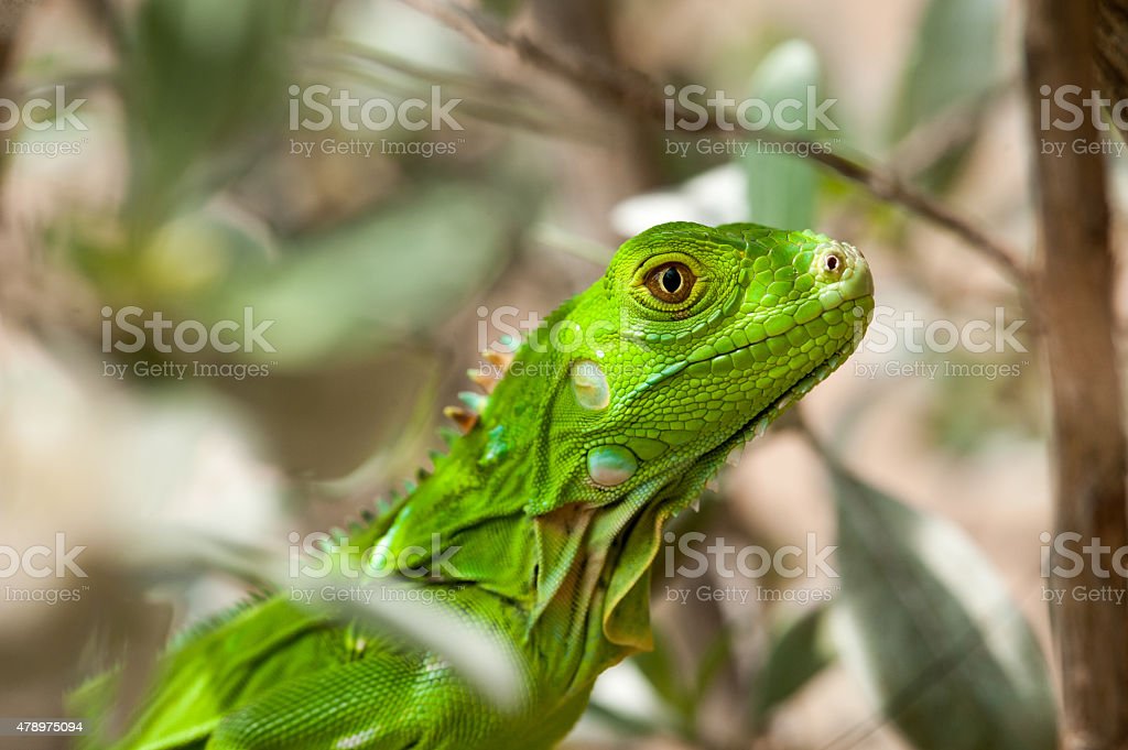 Detail Anak Iguana Hijau Nomer 35