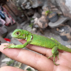 Detail Anak Iguana Hijau Nomer 5