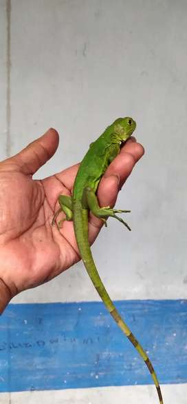 Detail Anak Iguana Hijau Nomer 41