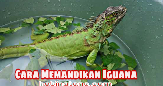 Detail Anak Iguana Hijau Nomer 42