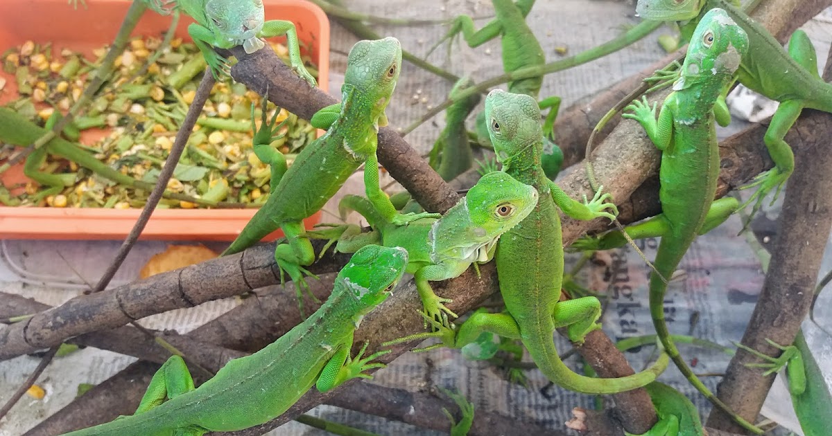 Detail Anak Iguana Hijau Nomer 6