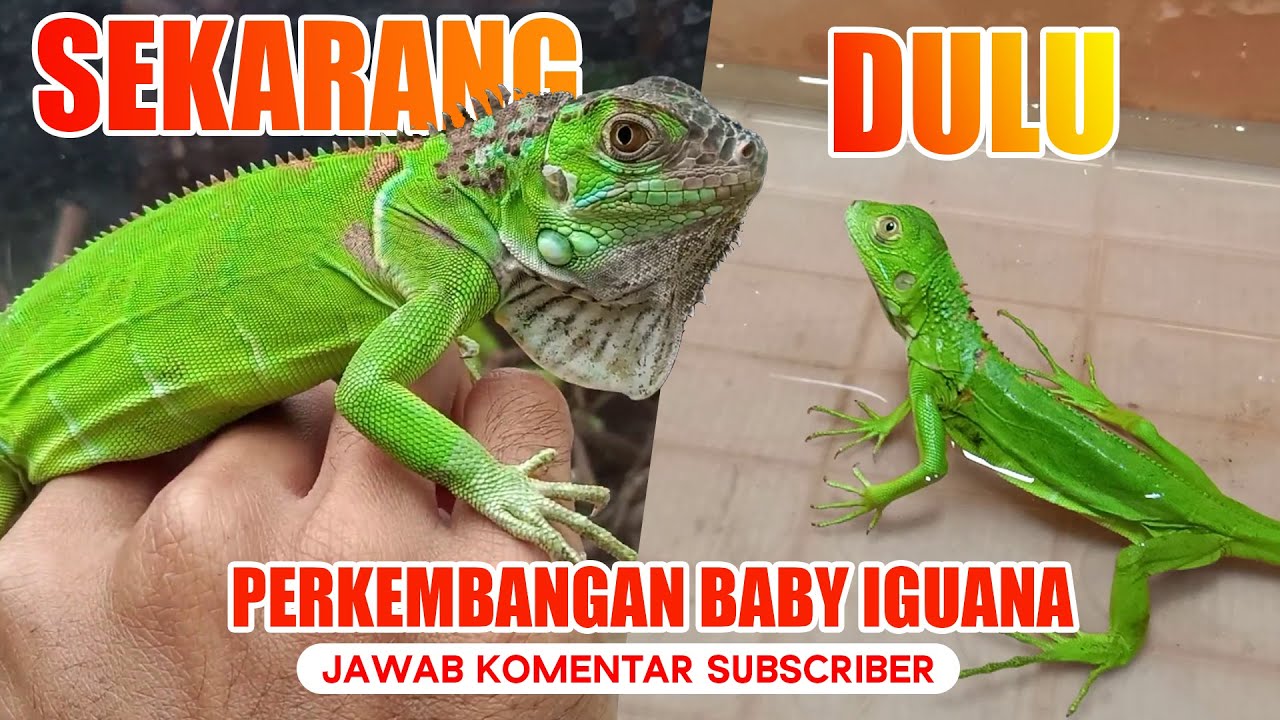 Detail Anak Iguana Hijau Nomer 47