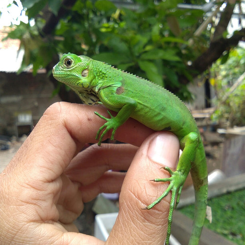 Detail Anak Iguana Hijau Nomer 49