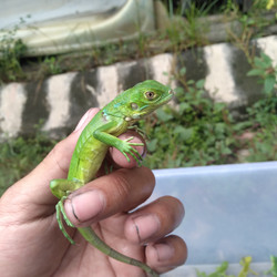 Detail Anak Iguana Hijau Nomer 7