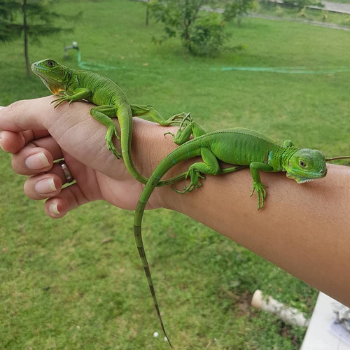 Detail Anak Iguana Hijau Nomer 8