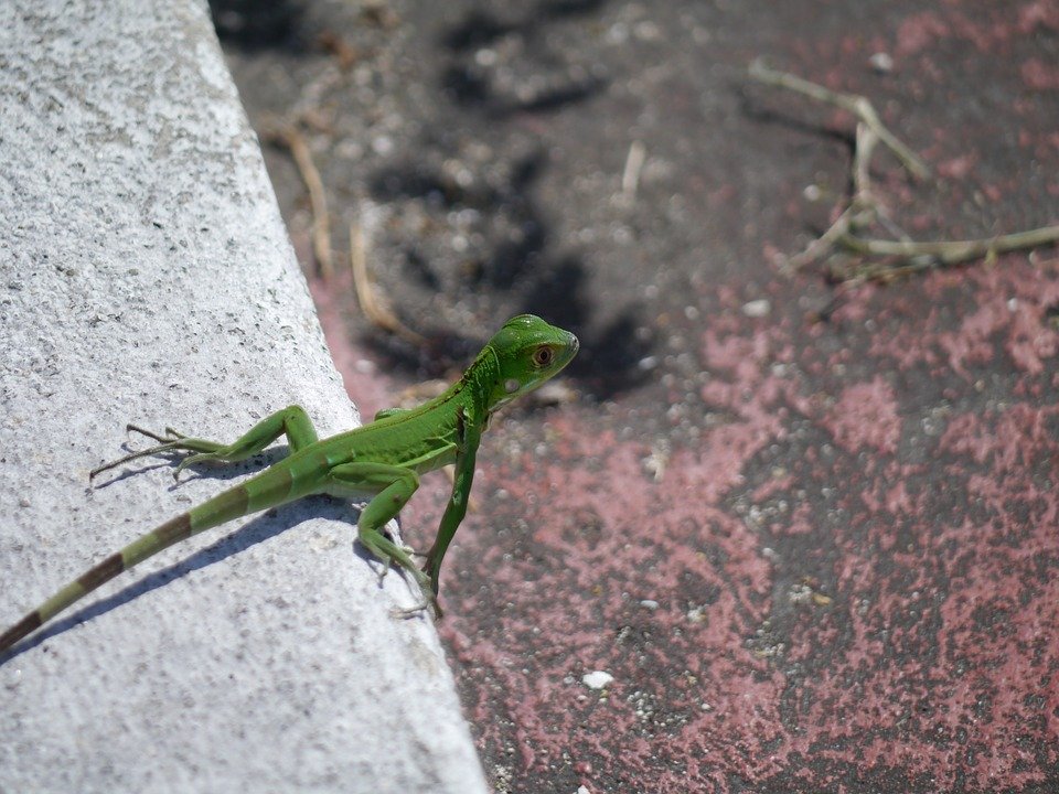 Detail Anak Iguana Hijau Nomer 9