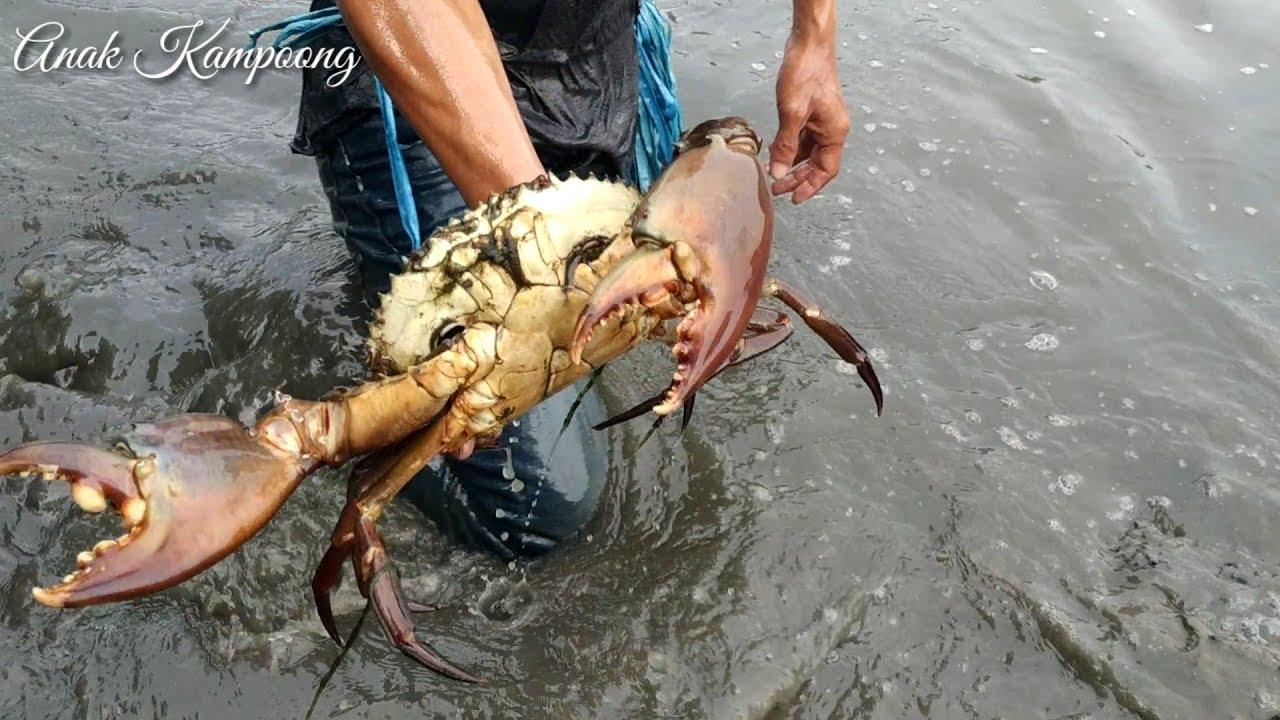 Anak Kepiting Di Lubang Batu - KibrisPDR