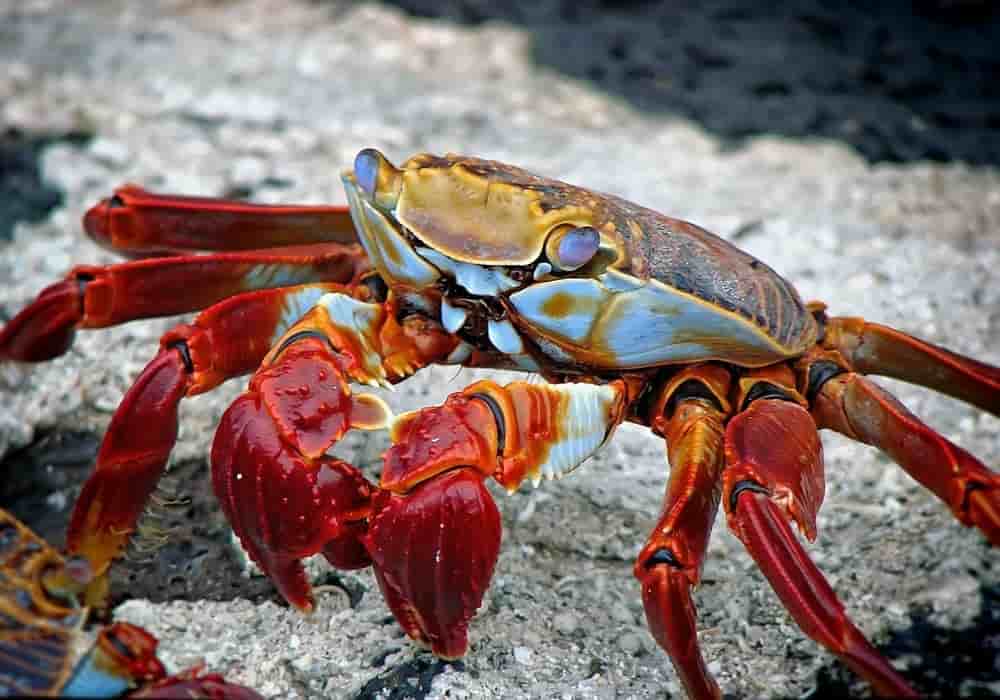 Detail Anak Kepiting Di Lubang Batu Nomer 26