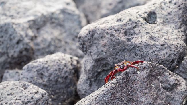 Detail Anak Kepiting Di Lubang Batu Nomer 43